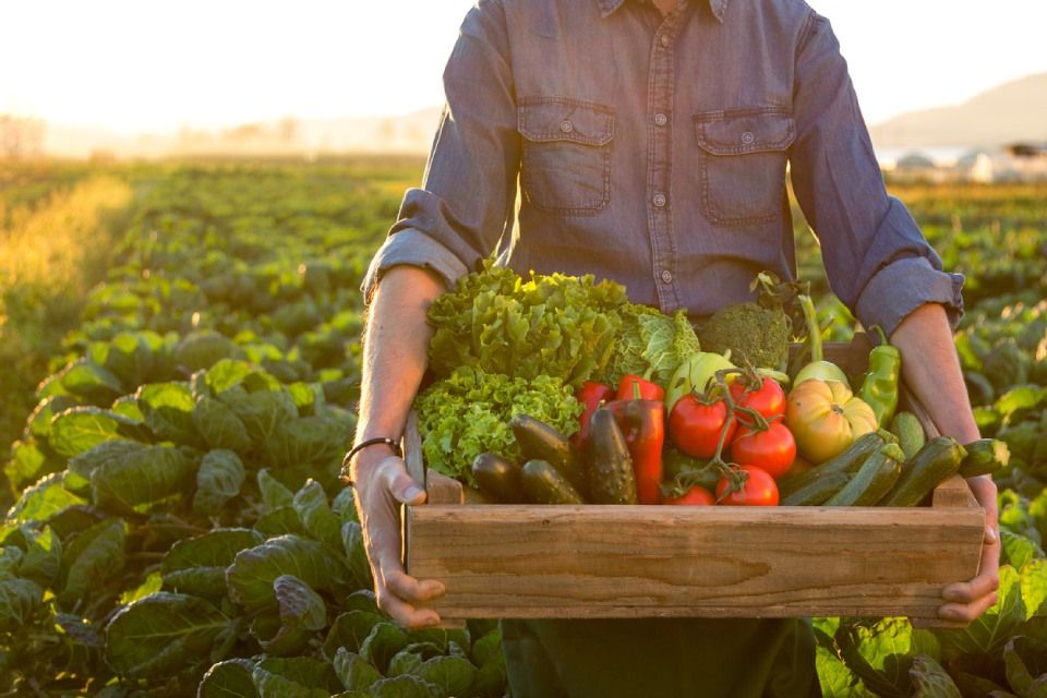 cultivateur tiens un panier de légumes